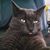Amy Rickard's profile image