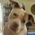 Susan K Williams's profile image