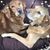 Lisa Seaman Hopper's profile image