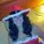 Shelly Dick Rainey's profile image
