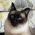 Debra Konken's profile image