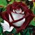Marce Pavon's profile image
