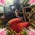 Shariden Mittel's profile image