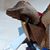 Miles Frode's profile image
