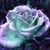 Tammy Hess's profile image