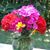 Nane Doll-Peyron's profile image