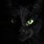 K Michael Willet's profile image