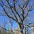 Sharyl Dibean Walling's profile image