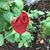 Janie J Jones's profile image