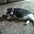 Connie Rickie Dagesse's profile image
