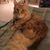 Rebecca Robinson Castello's profile image