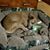 Darla Corn's profile image