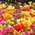 Diane Martin Bredeson's profile image