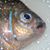 Pete Castellano's profile image