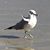 Chris Hoppock Flavin's profile image