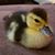 Shannon Biggs Anderson's profile image