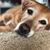 Theresa Dellinger's profile image