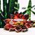 Catrina Jean Scherr's profile image