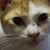 Lisa Brown-Bradshaw's profile image