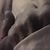 Diane D'Amico's profile image