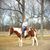 Roxanne M Armstrong's profile image