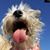 Javier Vivas's profile image