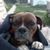 Christian Dragos's profile image