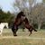 Buffy Puls's profile image