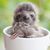 Tammy Homa Jauch's profile image