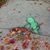 Linda DeBenedetto's profile image