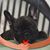 Marleen Goldstein's profile image