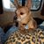 Carol Lankhorst's profile image