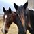 Lisa Schmechel-Zuleger's profile image