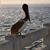 Grover Allen's profile image