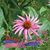 Rebecca Sue Spaulding's profile image