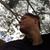 Tiago Araujo's profile image