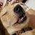 Brian Whitlow's profile image