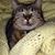 Laurie Mitchell Allen's profile image