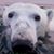 Francine Kalita's profile image