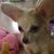 Sonia Fox's profile image