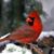 Jan Scanlon's profile image