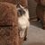 Misty Morris-Nordlund's profile image