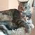 Nicole Wennekamp's profile image