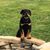 Linda Thomas's profile image