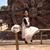 Prakash Ceekey's profile image