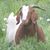 Rebecca Jeffery's profile image
