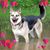 Lynda Cross's profile image