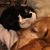 Tomilene Guandalini's profile image