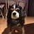 Joanne Contarino's profile image