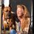 Krissy Simmons's profile image